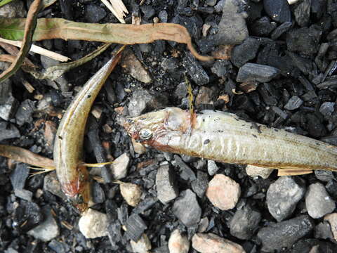 Image of monkey goby