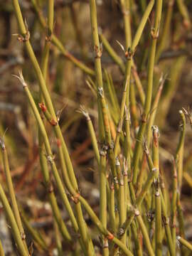 Image of Ephedra ochreata Miers