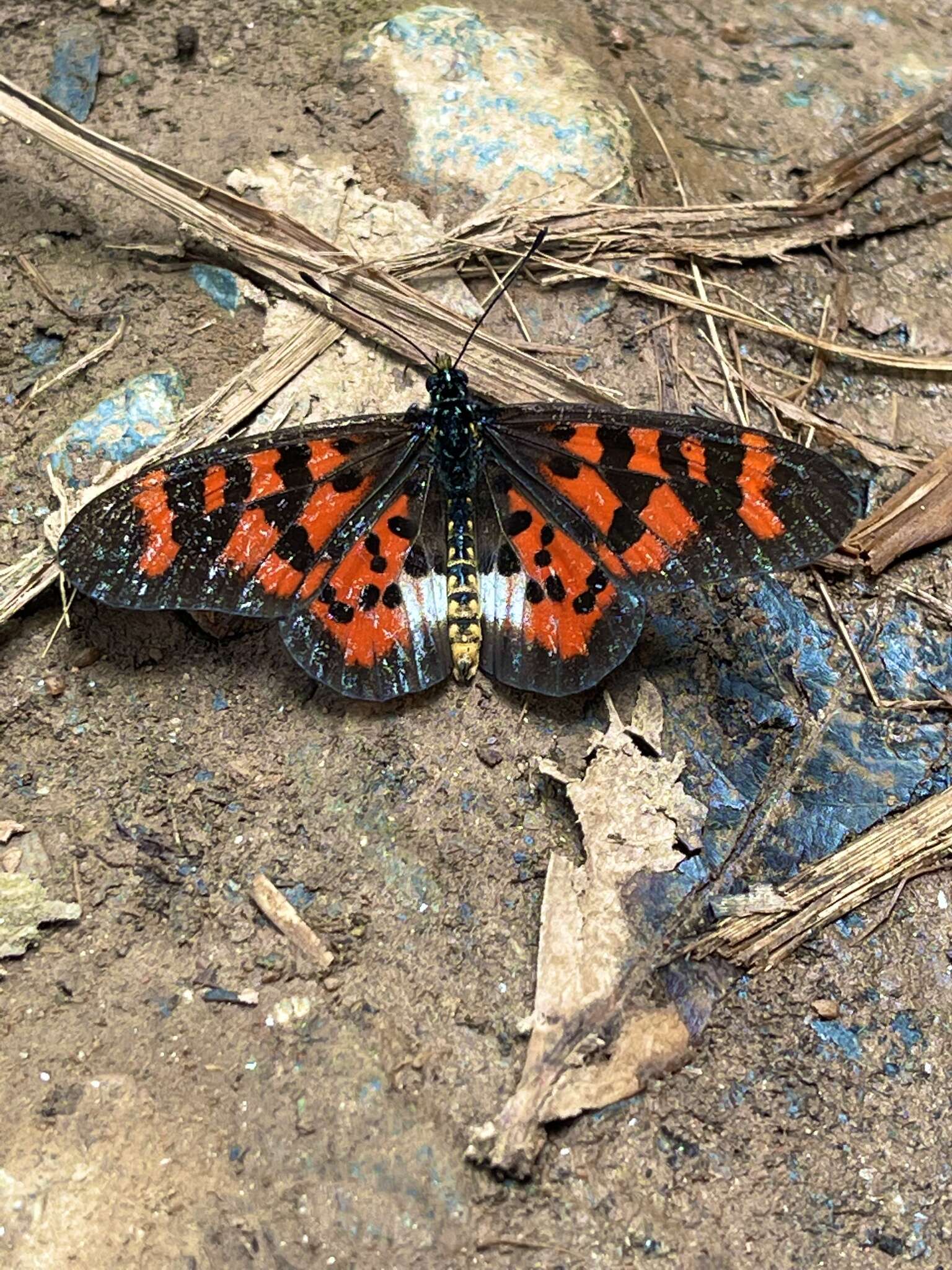 Acraea vuilloti的圖片