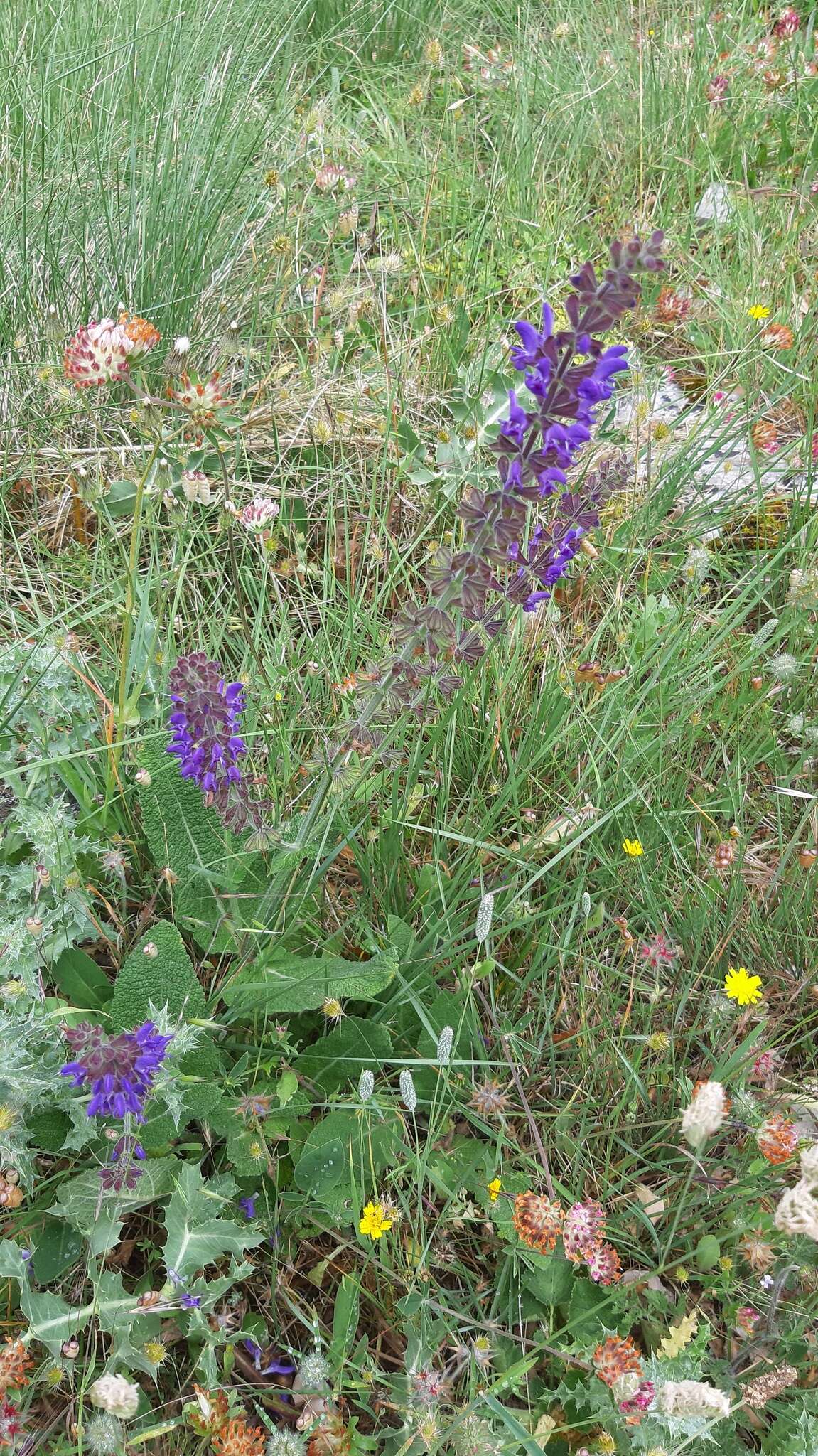 Imagem de Salvia sclareoides Brot.