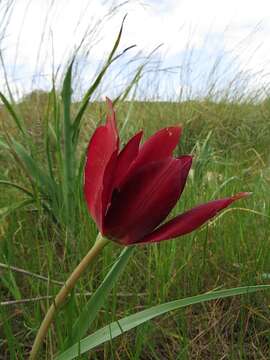 Image of Cyprus tulip