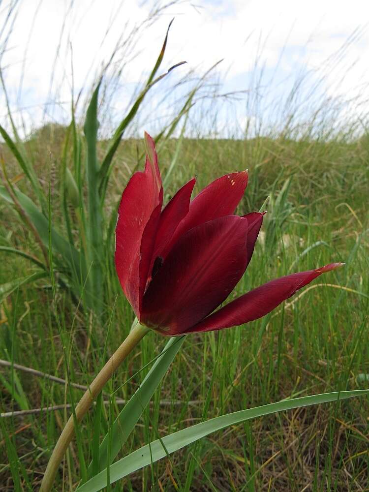 Image of Cyprus tulip