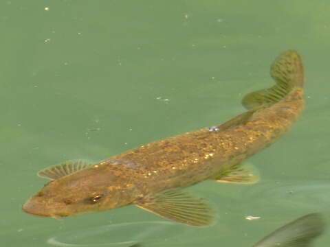 Image of Large-spot Barbel