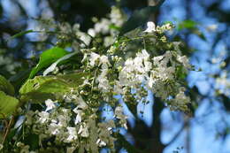 Слика од Prostanthera lasianthos Labill.