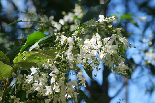 Image of Prostanthera lasianthos Labill.