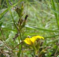 Image of Monopsis lutea (L.) Urb.