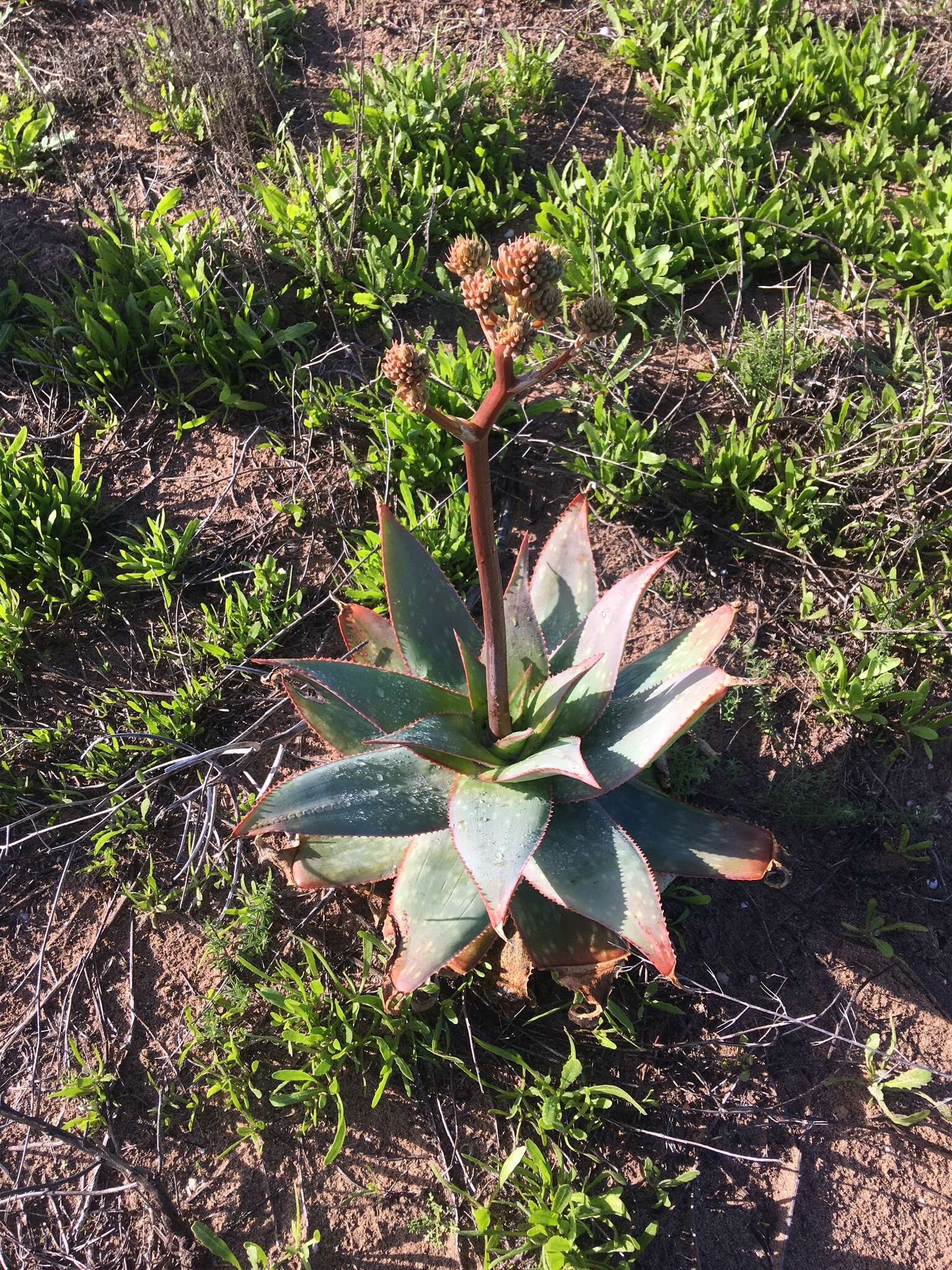 Image of Aloe