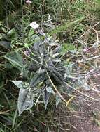 Image of Erysiphe cruciferarum Opiz ex L. Junell 1967