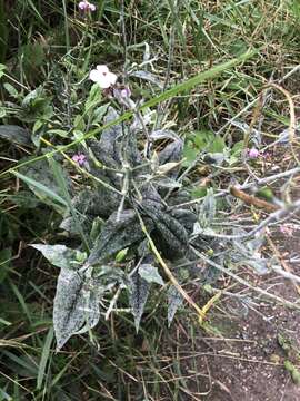 Слика од Erysiphe cruciferarum Opiz ex L. Junell 1967