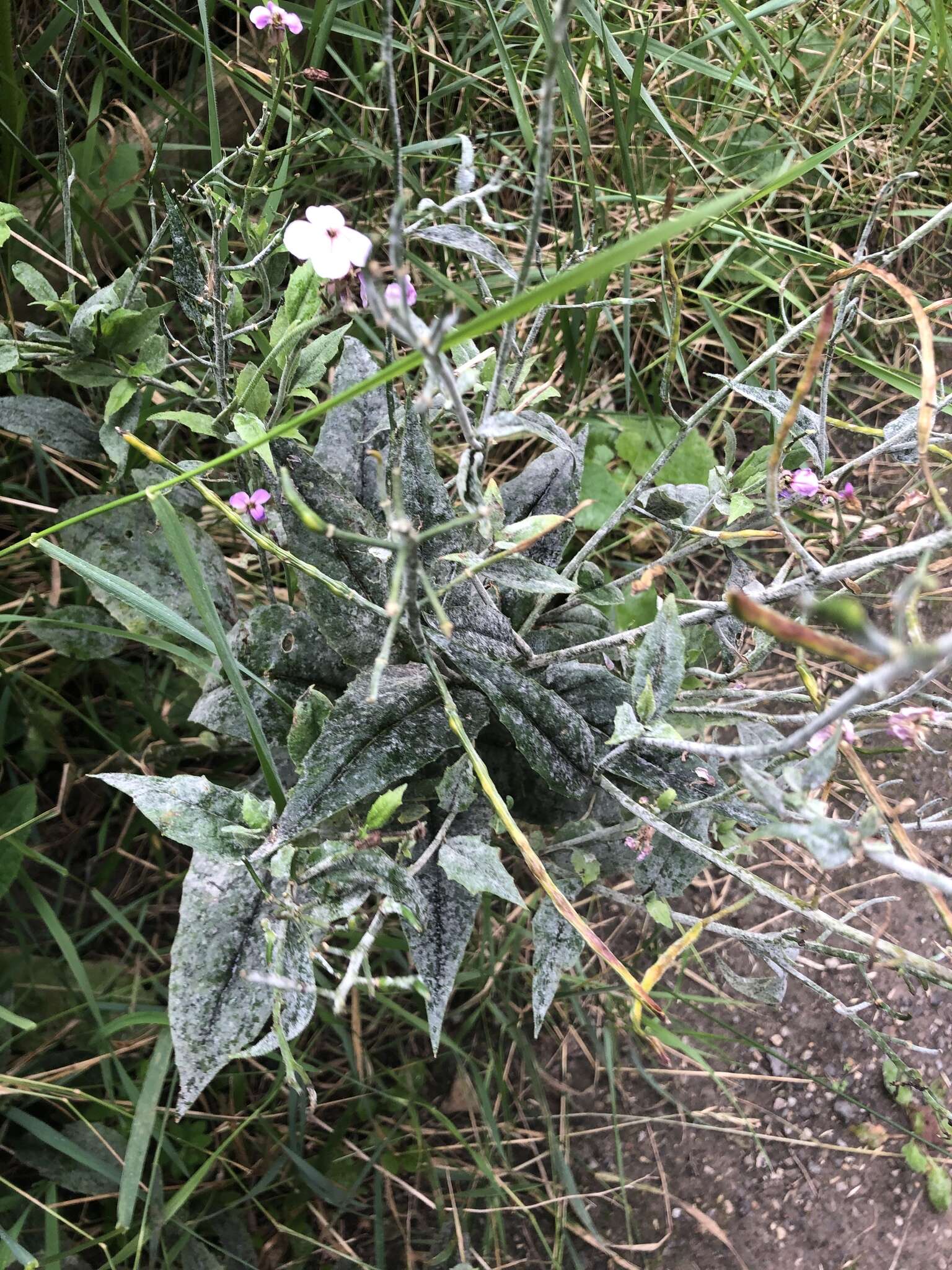 Image of Erysiphe cruciferarum Opiz ex L. Junell 1967