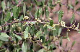 Gymnosporia senegalensis var. europaea (Boiss.) Jahand. & Maire的圖片