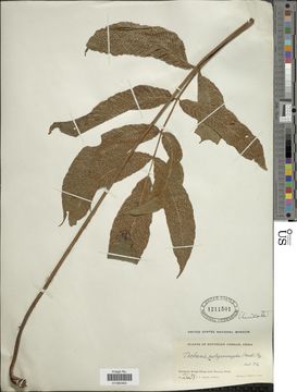 Image of <i>Tectaria polymorpha</i> (Wall. ex Hook.) Copel.