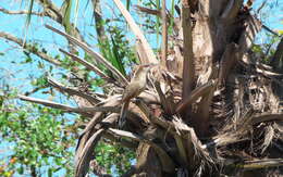 Image of Cuban Lizard-cuckoo