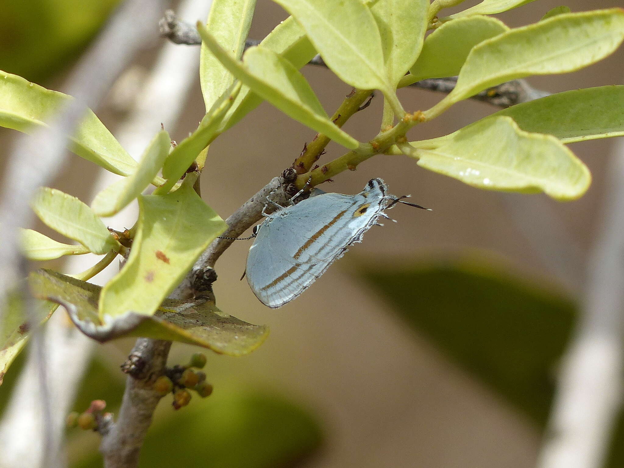 Imagem de Paiwarria venulius (Cramer 1782)