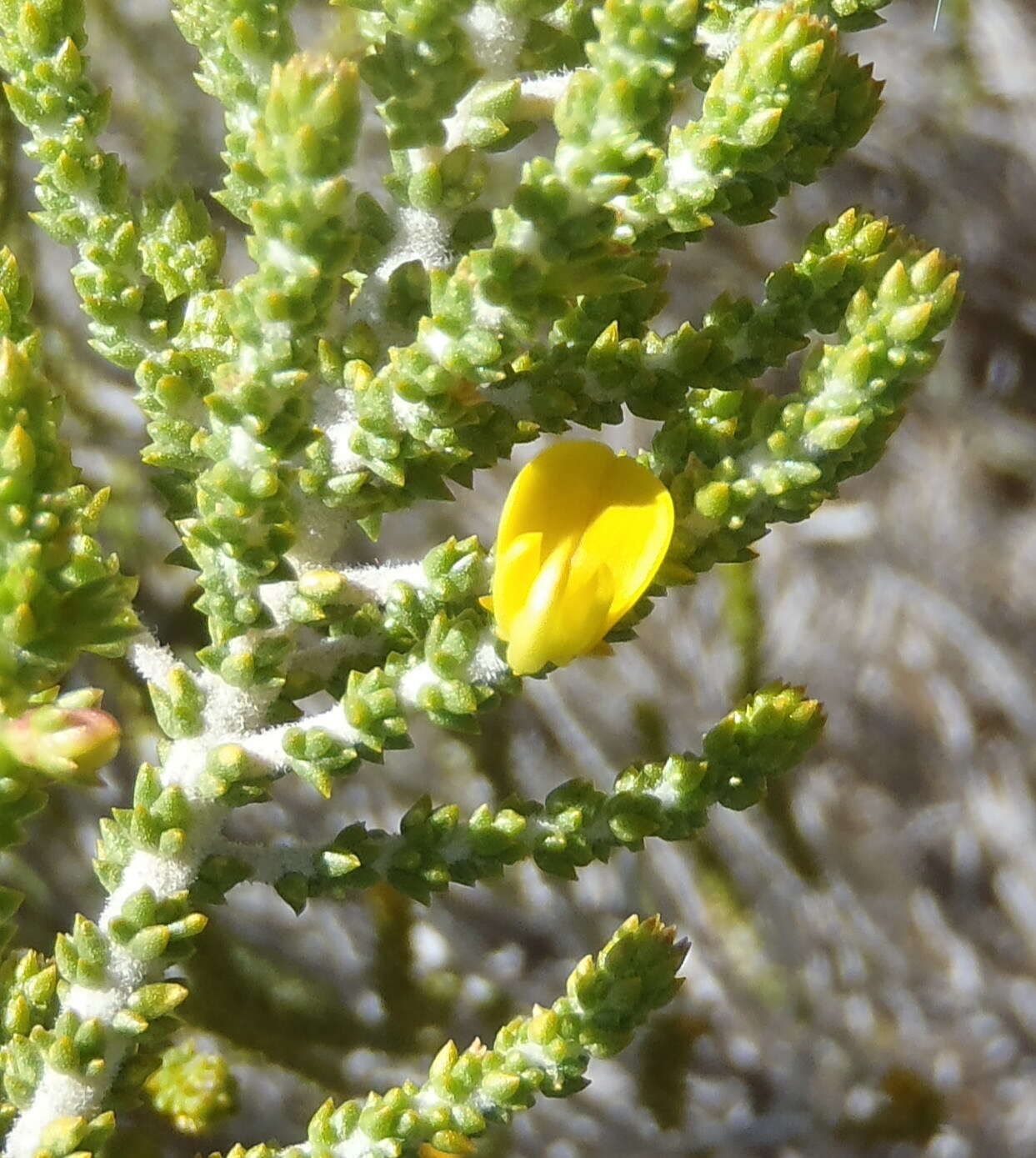 Image of Aspalathus pinguis subsp. pinguis