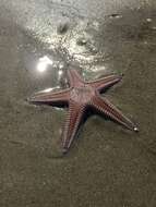 صورة Astropecten armatus Gray 1840