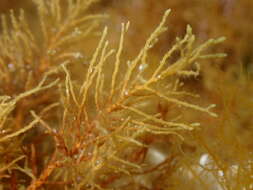 Image of Cystoseira humilis