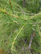 Image of European Larch