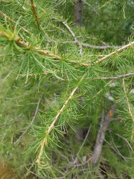 Image of European Larch