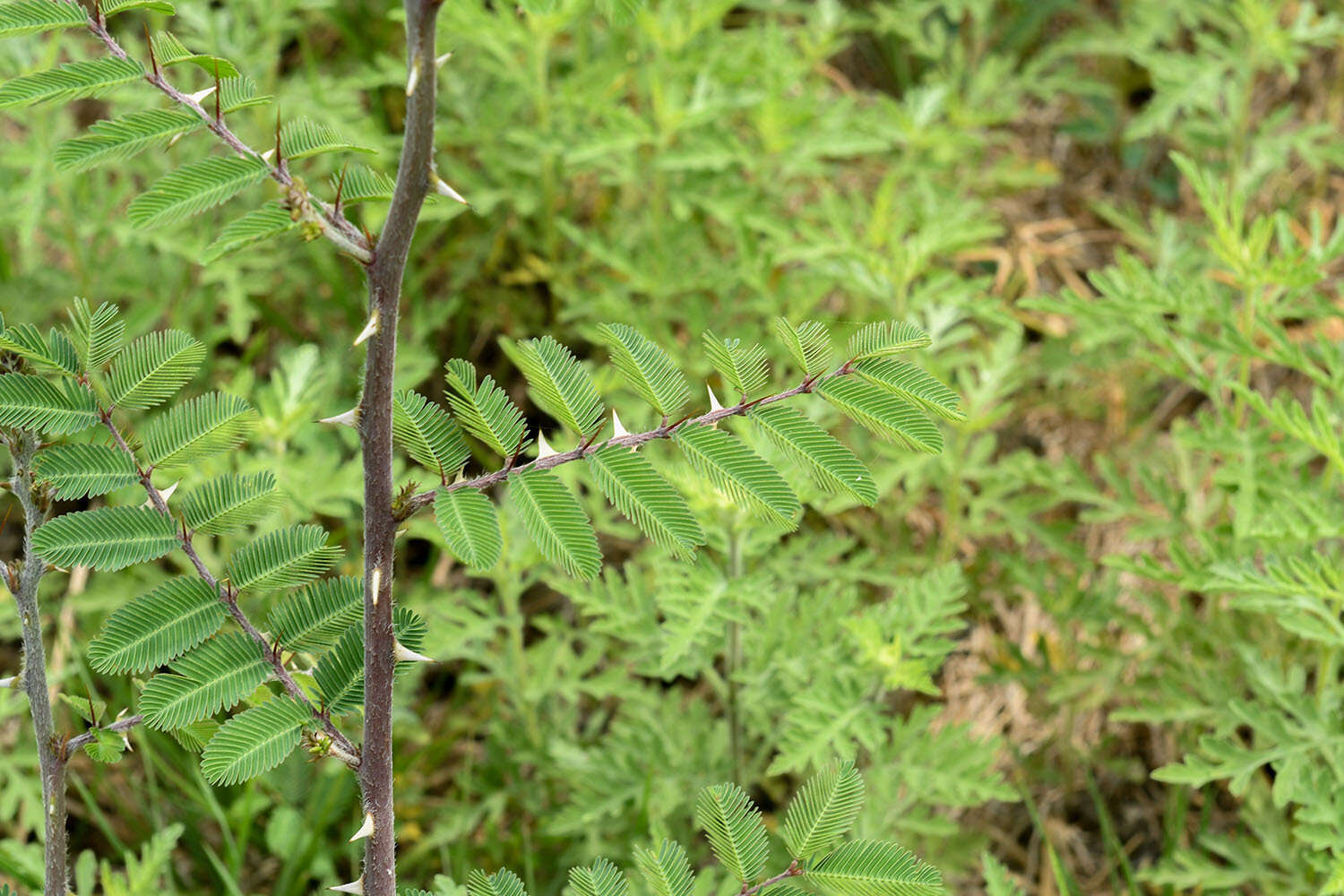 Mimosa asperata L. resmi