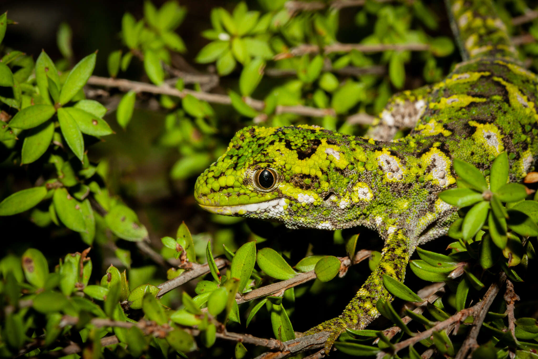 Image of Natural Tree Gecko