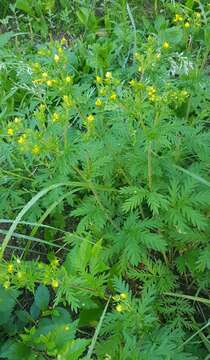 Image de Potentilla chalchorum Sojak