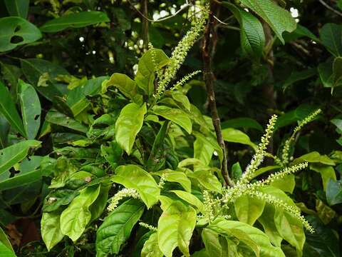 Image of Coccoloba marginata Benth.