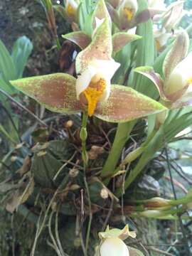 Image of Lycaste deppei (G. Lodd. ex Lindl.) Lindl.