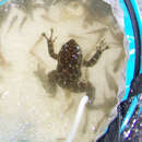 Image of Hainan Torrent Frog