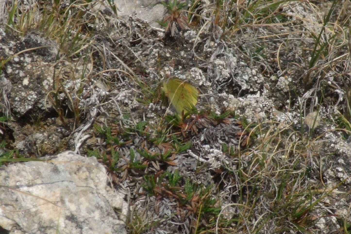 Image of Hecla Sulphur