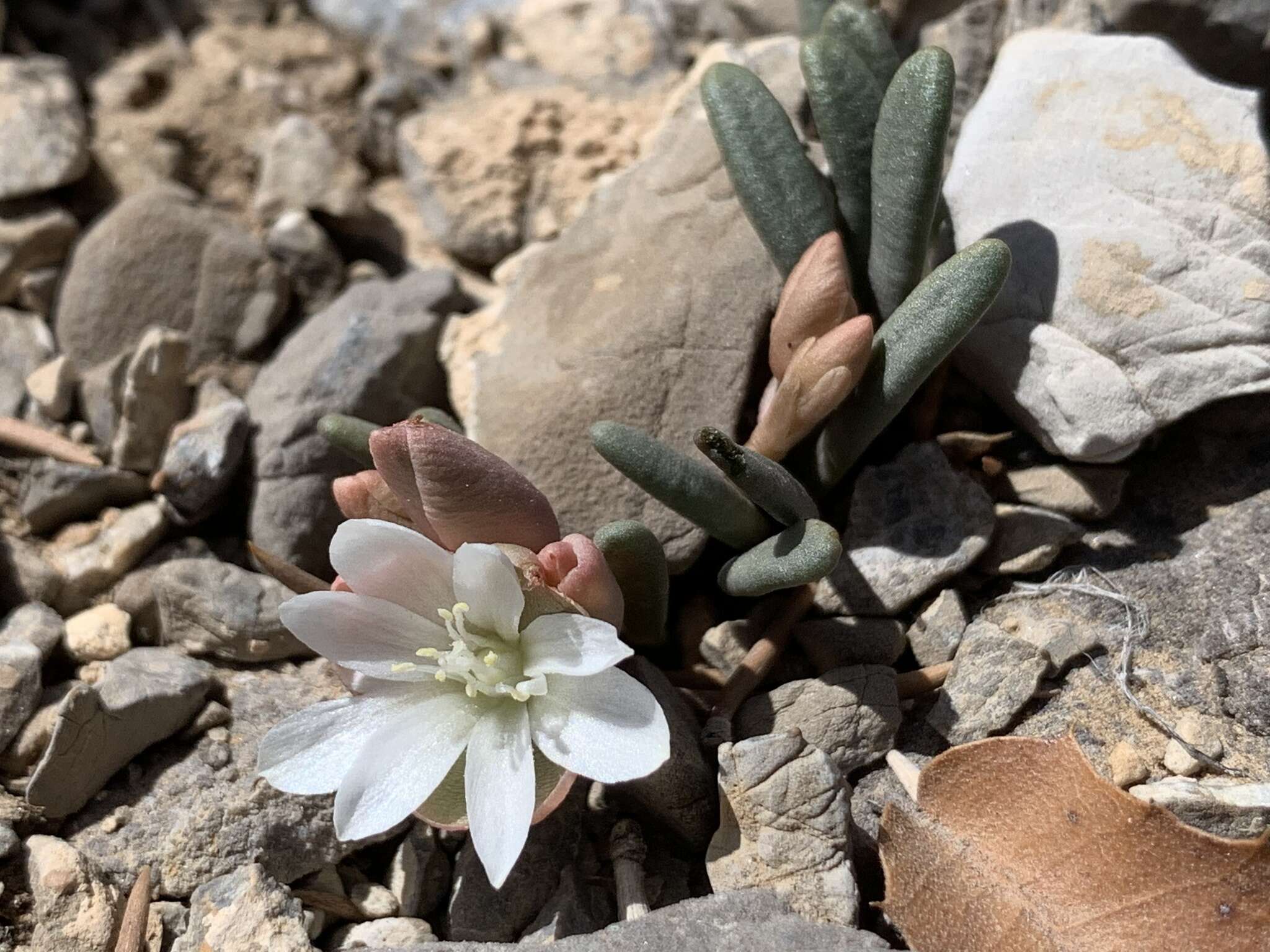 Image de Lewisia maguirei A. H. Holmgr.