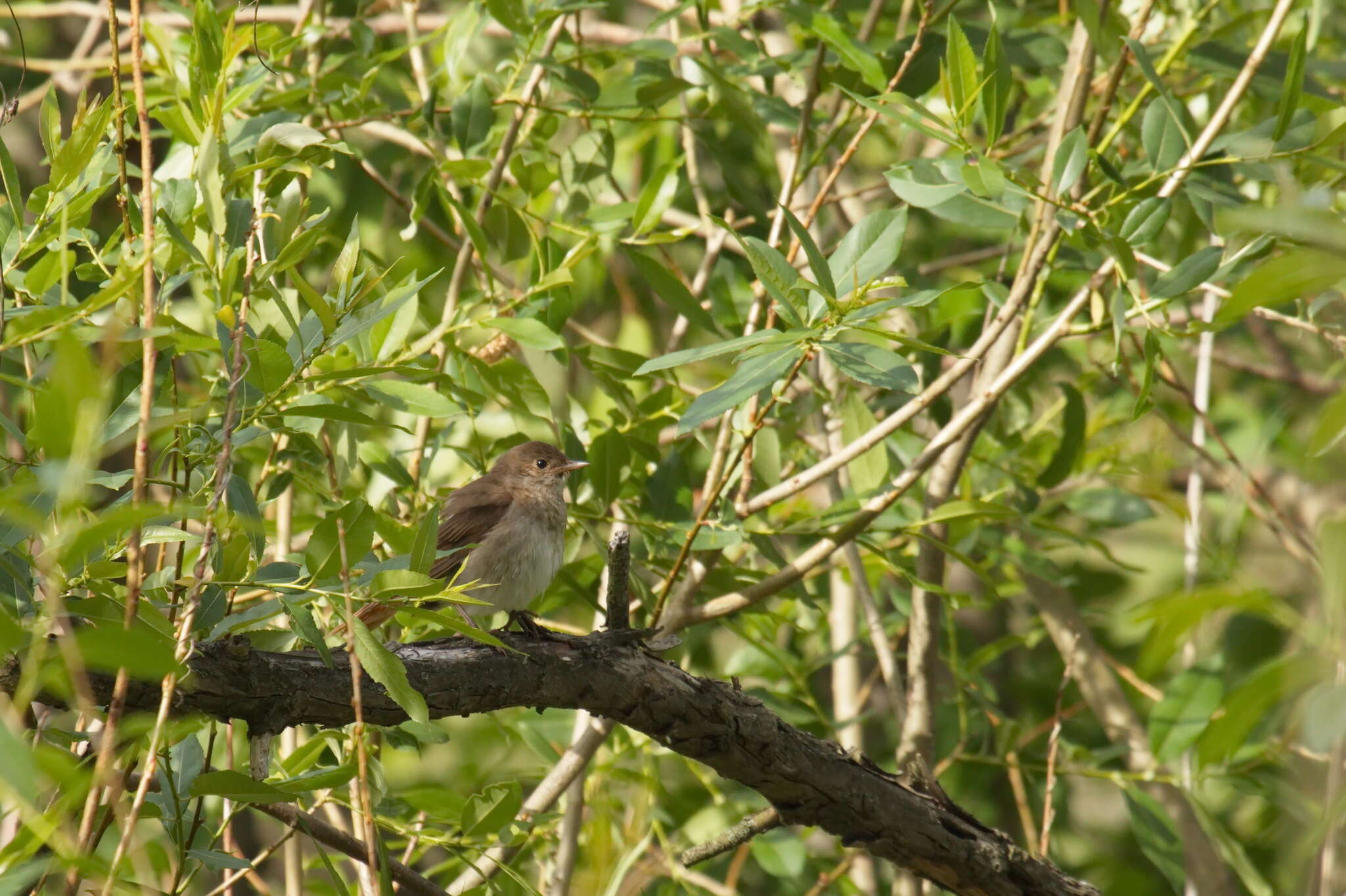 Image of Thrush Nightingale