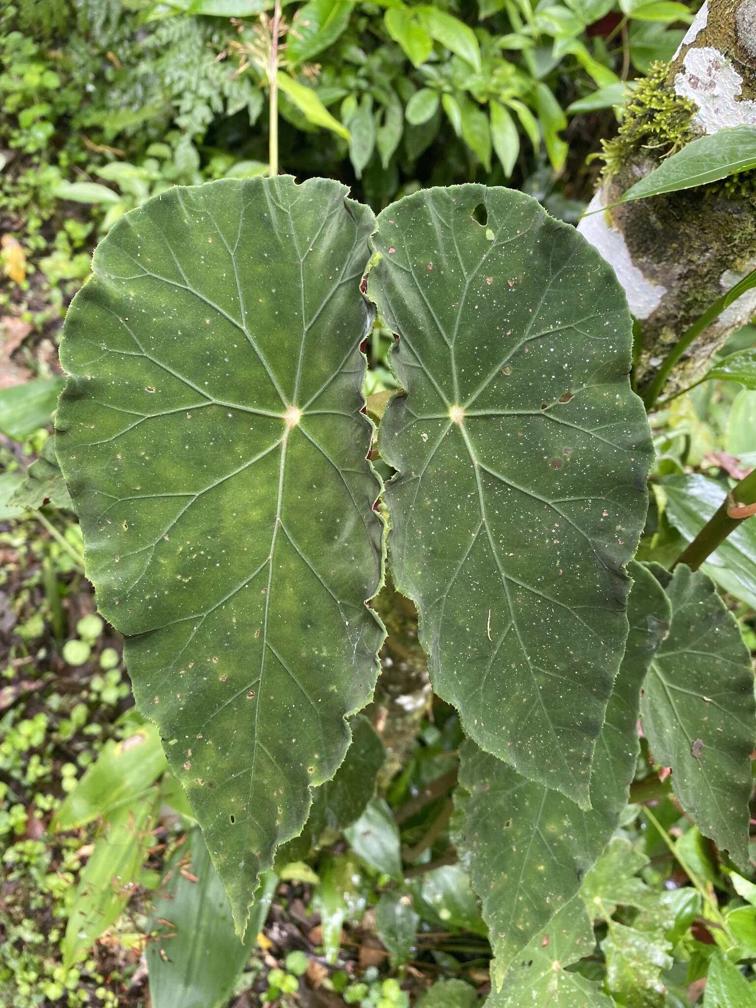 Image of Begonia pilgeriana Irmsch.