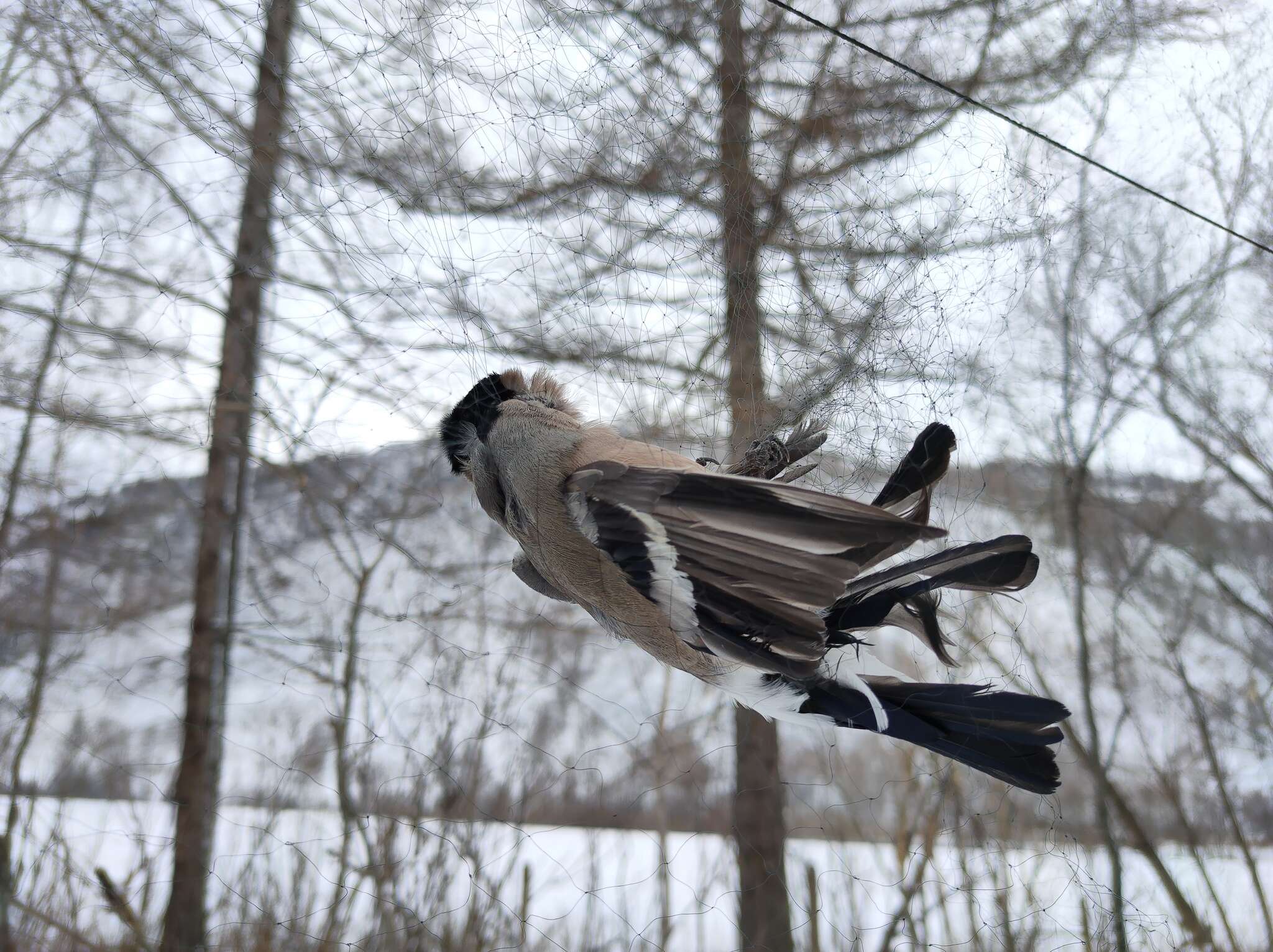 Image of Eurasian bullfinch