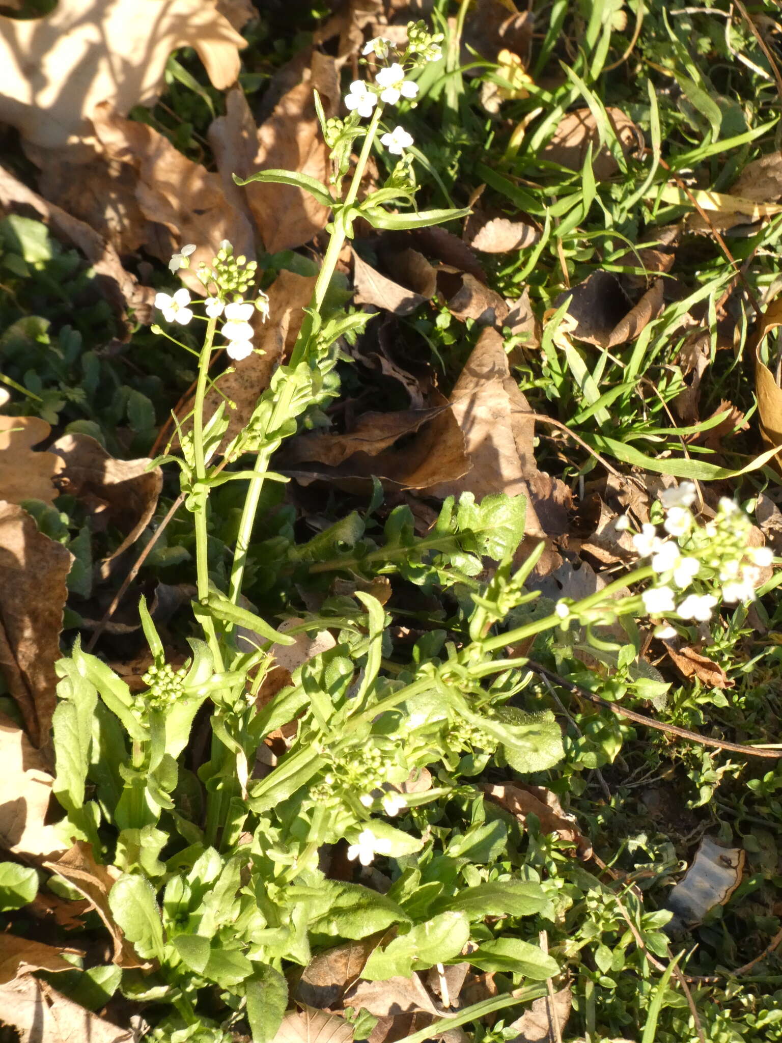 Image of Capsella grandiflora (Fauché & Chaub.) Boiss.