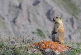 Imagem de Marmota caudata (Geoffroy 1844)