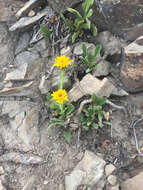 Image of Lyall's goldenweed