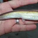 Image of Blackedge Cusk-eel