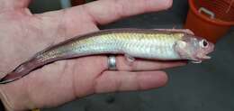 Image of Blackedge Cusk-eel