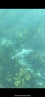 Image of Dusky Shark