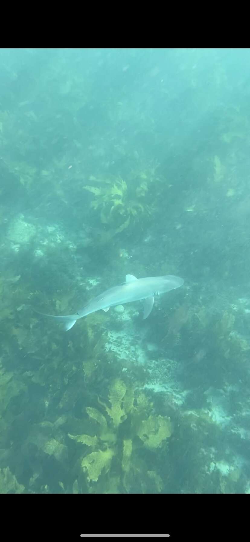 Image of Dusky Shark