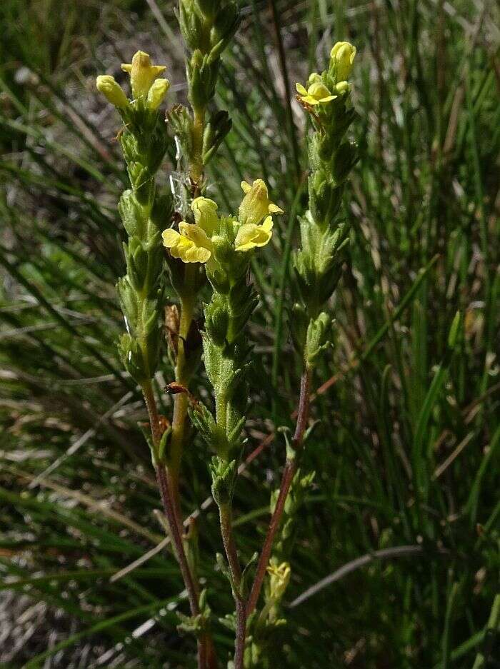 Imagem de Euphrasia scabra R. Br.