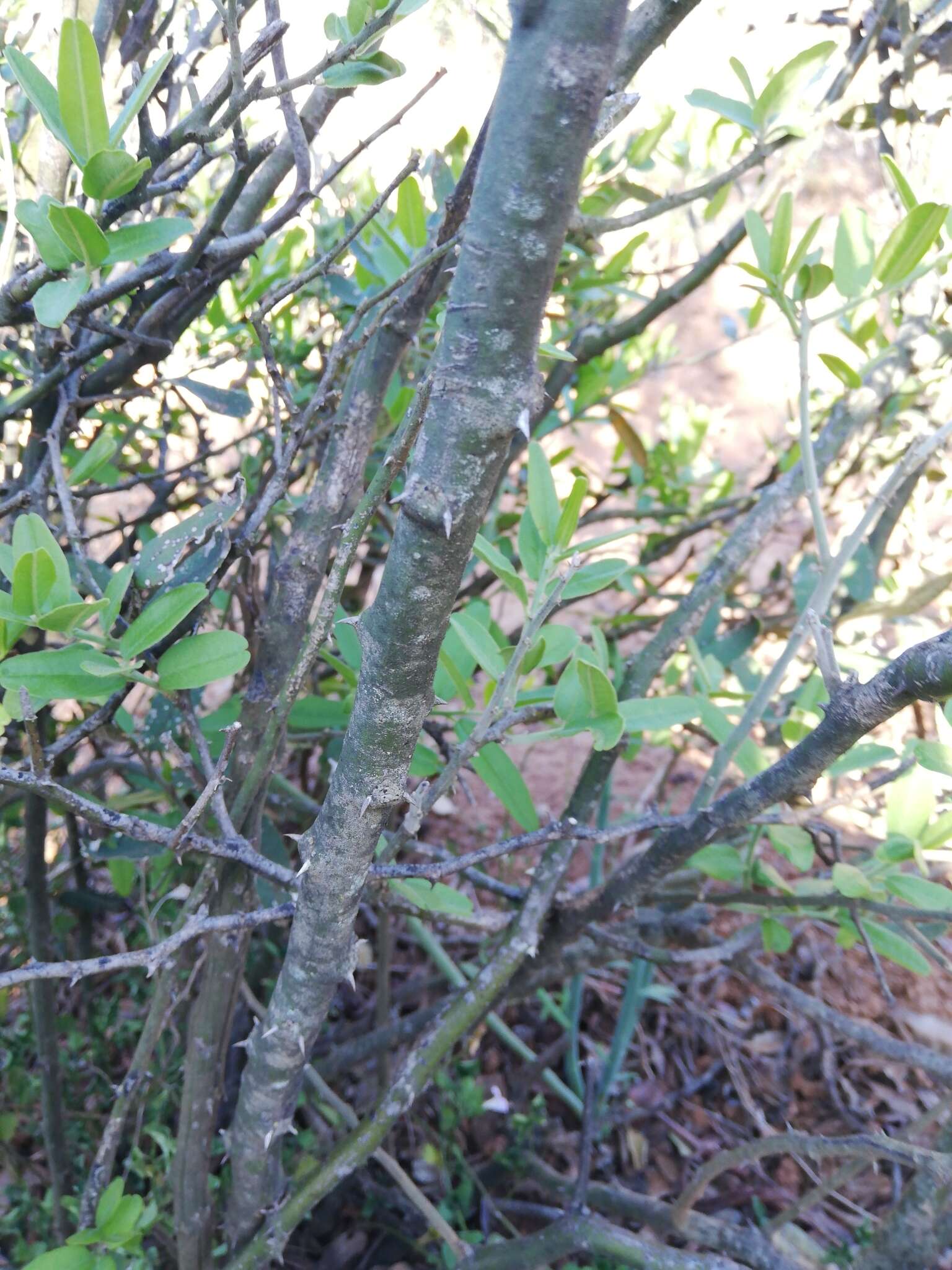 Image of Capparis sepiaria var. citrifolia (Lam.) Tölk.