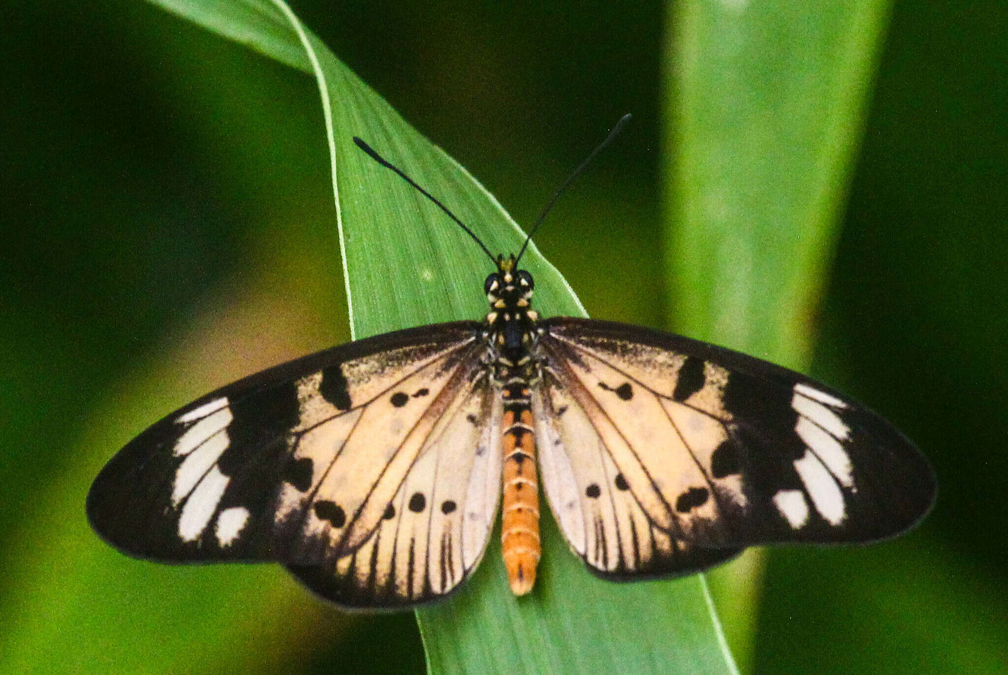 Image of Acraea encedon Linnaeus 1758