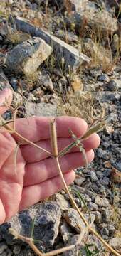 Image of isolated blazingstar