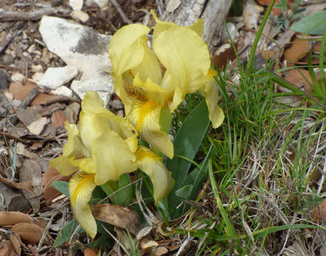 Image de Iris lutescens Lam.