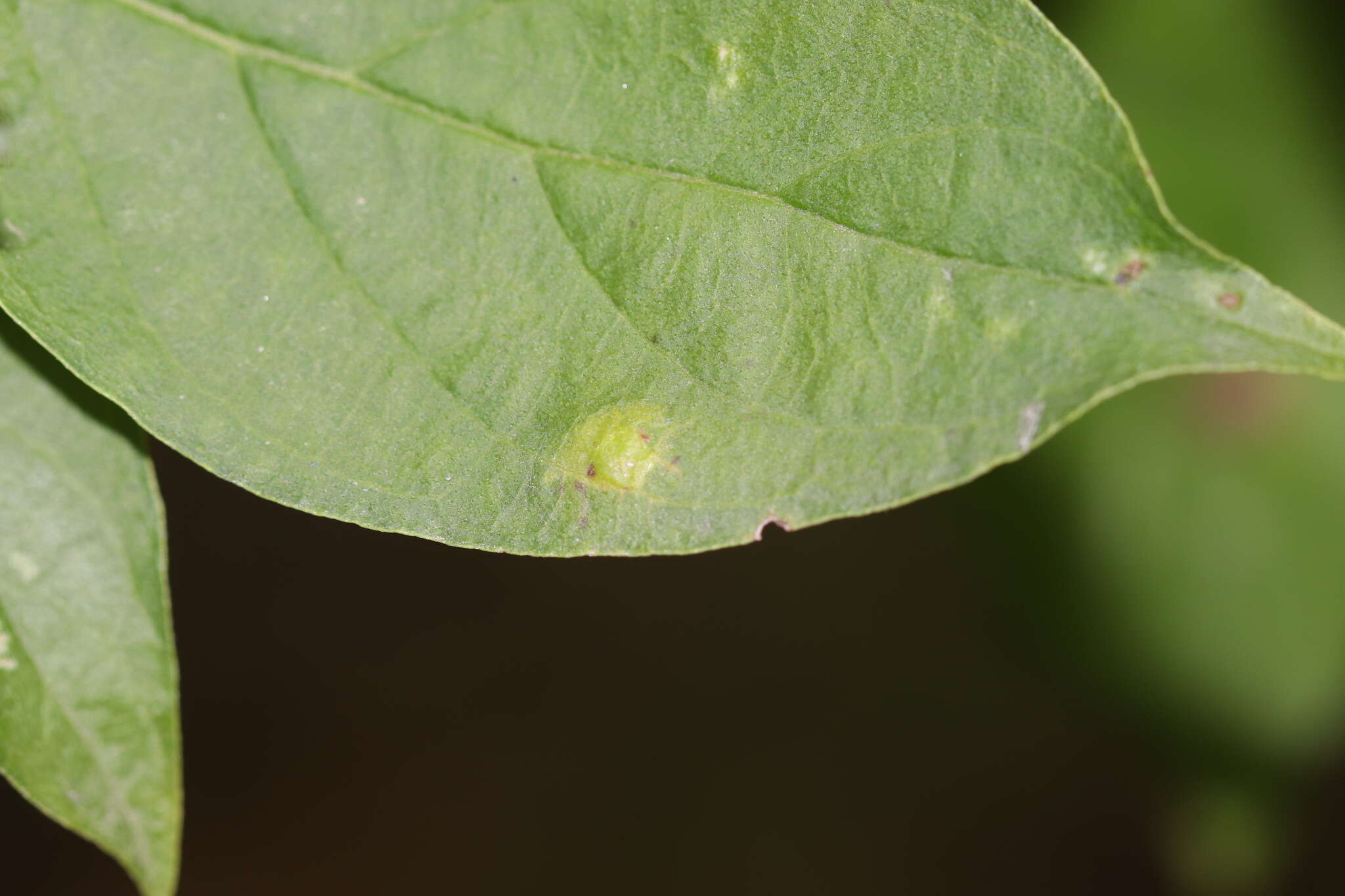 صورة Parallelodiplosis subtruncata (Felt 1907)