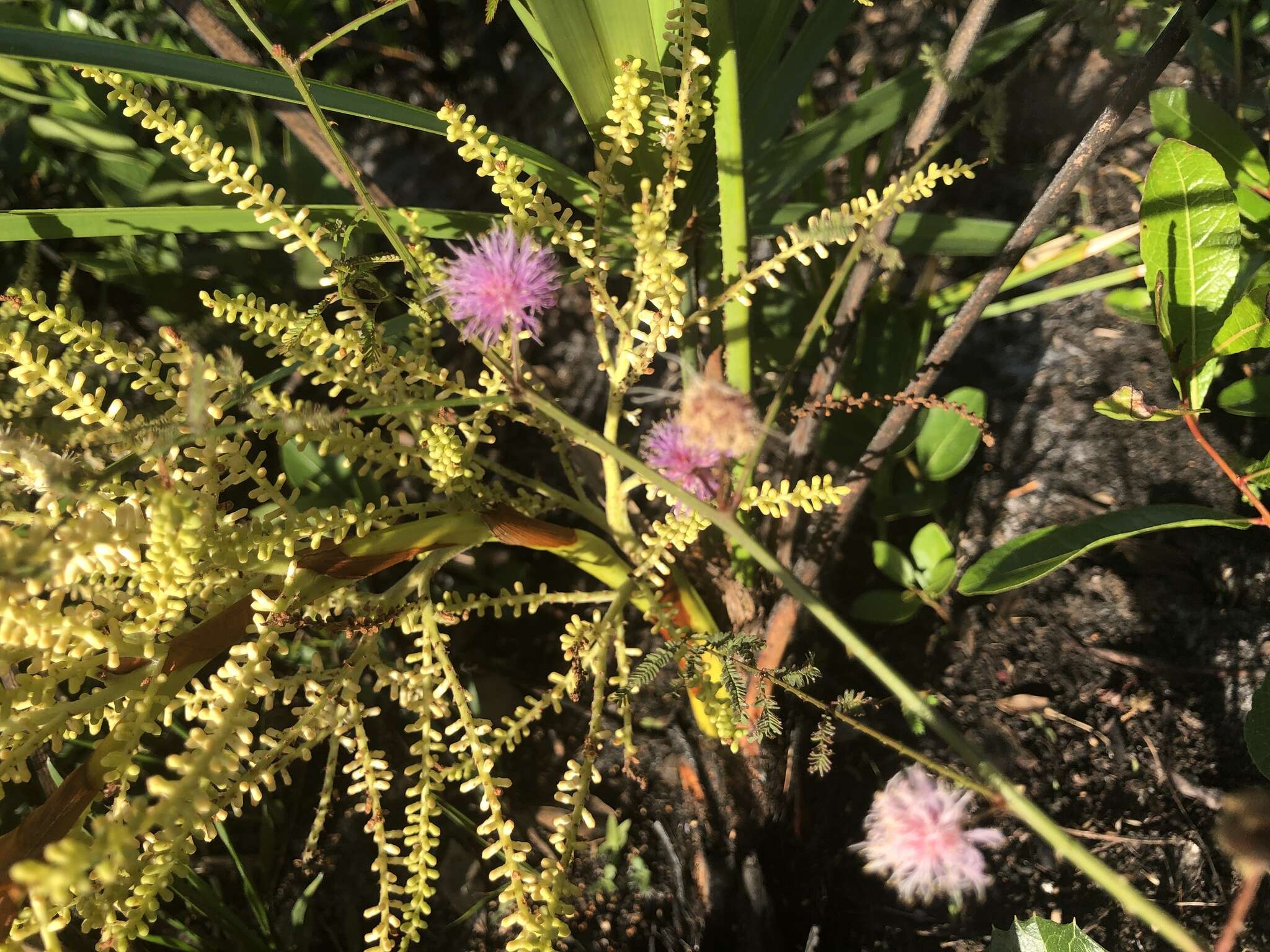 Image of Florida mimosa