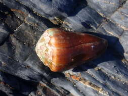 Image of blood-stained cone