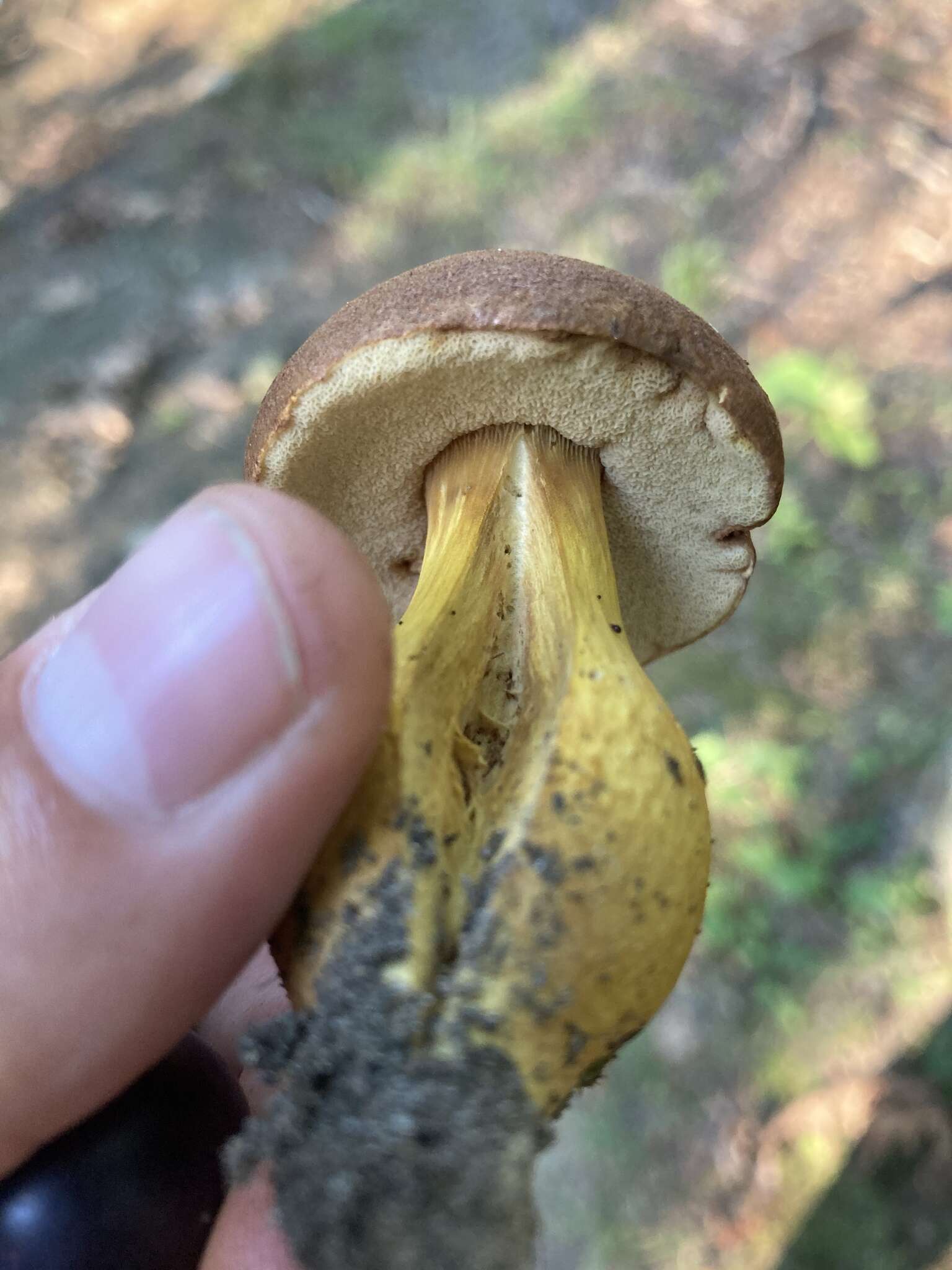 Image of Aureoboletus roxanae (Frost) Klofac 2010